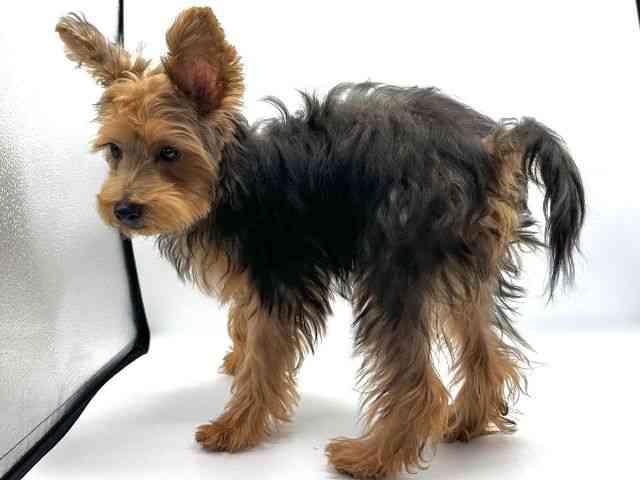 愛知県のヨープー(ヨークシャーテリア×プードル) (ひごペットフレンドリープライムツリー赤池店/2025年6月8日生まれ/男の子/スチールブルータン)の子犬の2枚目の画像