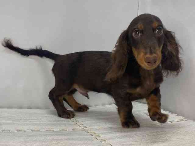 島根県のミニチュアダックスフンド(ロング) (ひごペットフレンドリーイオンモール出雲店/2025年6月6日生まれ/男の子/チョコレートタン)の子犬の2枚目の画像