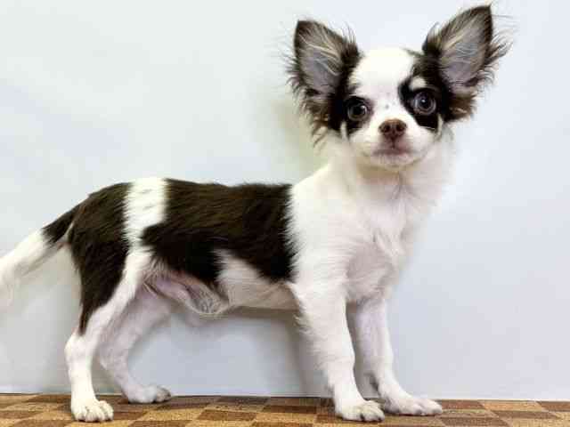 愛媛県のチワワ(ロング) (ひごペットフレンドリーエミフルMASAKI店/2025年6月6日生まれ/男の子/チョコレートタンホワイト)の子犬の2枚目の画像