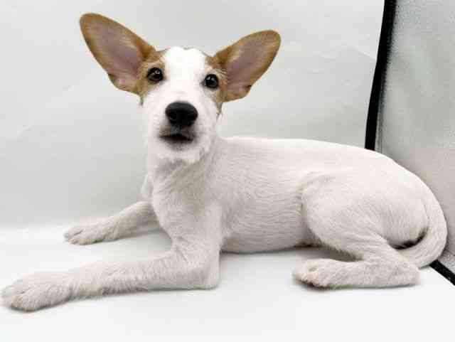 奈良県のジャックラッセルテリア (ひごペットフレンドリートナリエ大和高田店/2025年6月8日生まれ/男の子/ホワイトタン)の子犬の2枚目の画像