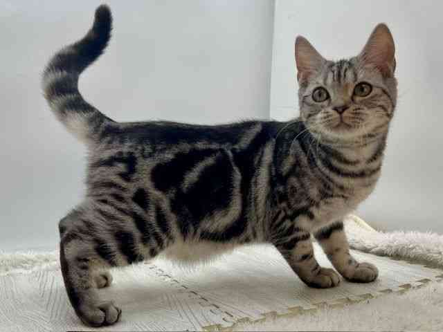 島根県のアメリカンショートヘアー (ひごペットフレンドリーイオンモール出雲店/2025年6月7日生まれ/女の子/シルバータビー)の子猫の2枚目の画像