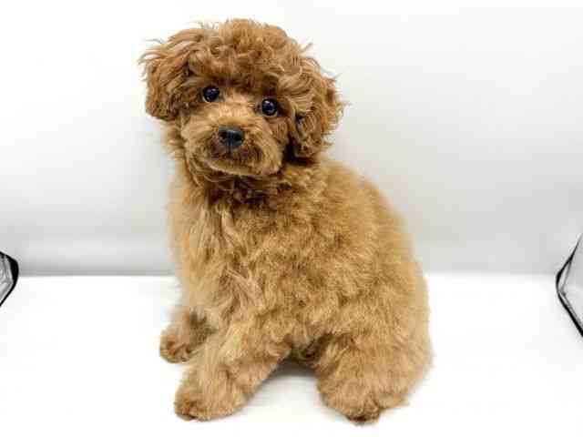 大阪府のトイプードル(トイ) (ひごペットフレンドリーイオンタウン豊中庄内店/2025年6月6日生まれ/男の子/レッドフォーン)の子犬の2枚目の画像