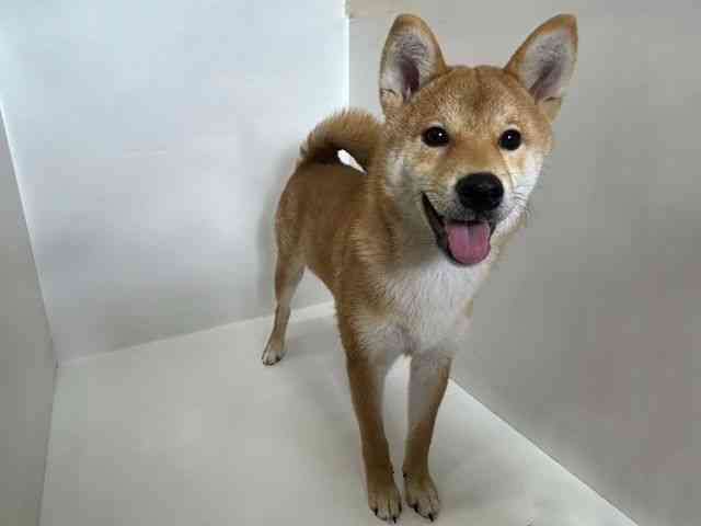 大阪府の柴犬(標準サイズ) (ひごペットフレンドリーアクロスプラザ住之江店/2025年6月8日生まれ/男の子/赤)の子犬の2枚目の画像