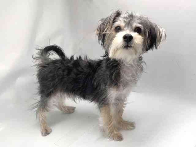 京都府のハーフ犬・ミックス犬 (ひごペットフレンドリー洛北阪急スクエア店/2025年6月8日生まれ/男の子/スチールブルークリーム)の子犬の2枚目の画像