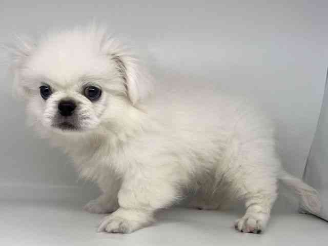 徳島県のペキニーズ (ひごペットフレンドリーゆめタウン徳島店/2025年6月8日生まれ/男の子/クリーム)の子犬の2枚目の画像