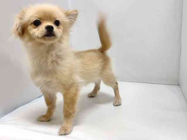 奈良県のペキポメ/ポメペキ(ペキニーズ×ポメラニアン) (ひごペットフレンドリー奈良パワーシティ店/2025年6月10日生まれ/男の子/クリーム)の子犬の2枚目の画像