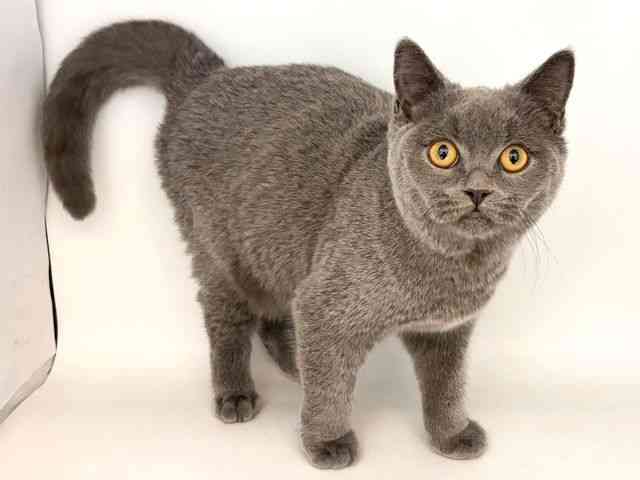 奈良県のブリティッシュショートヘアー (ひごペットフレンドリー田原本店/2025年6月4日生まれ/男の子/ブルー)の子猫の2枚目の画像