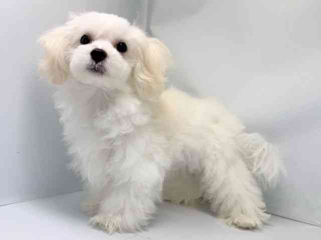 京都府のマルチーズ (ひごペットフレンドリー洛北阪急スクエア店/2025年6月10日生まれ/男の子/ホワイト)の子犬の2枚目の画像