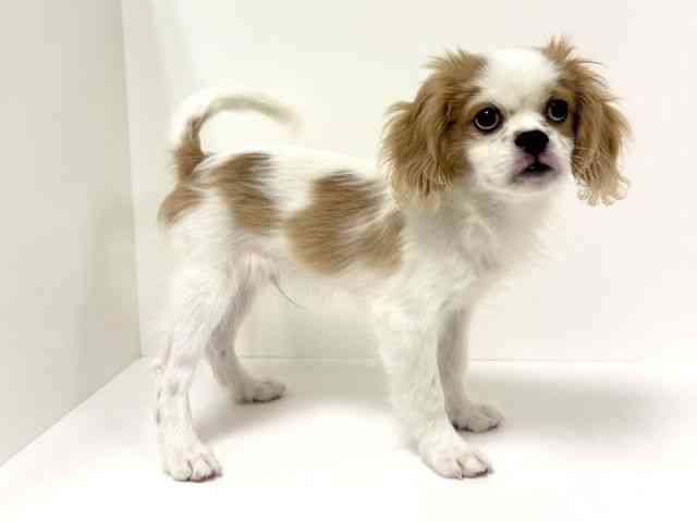 愛知県のハーフ犬・ミックス犬 (ひごペットフレンドリーヴィアモール アピタ江南西店/2025年6月11日生まれ/男の子/ホワイトレッド)の子犬の2枚目の画像