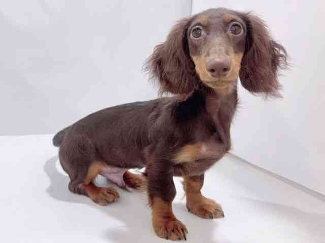 大阪府のミニチュアダックスフンド(ロング) (ひごペットフレンドリーイズミヤショッピングセンター千里丘店/2025年6月8日生まれ/男の子/チョコレートタン)の子犬の2枚目の画像