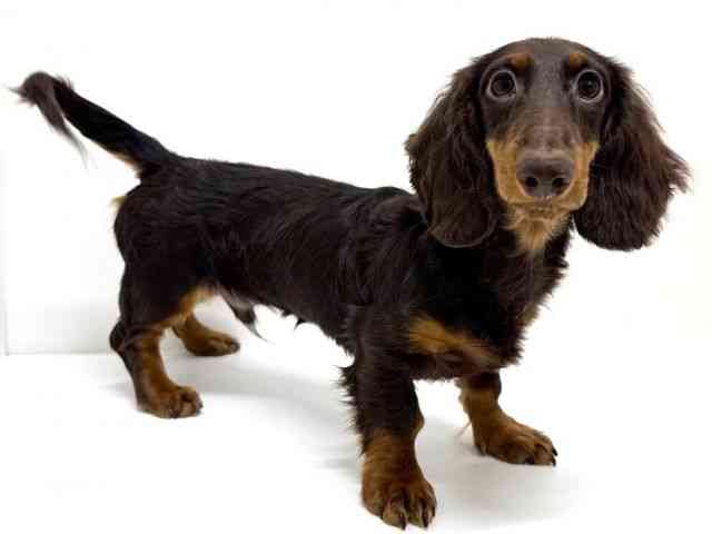 大阪府のミニチュアダックスフンド(ロング) (ひごペットフレンドリーくずはモール店/2025年6月8日生まれ/男の子/チョコレートタン)の子犬の2枚目の画像