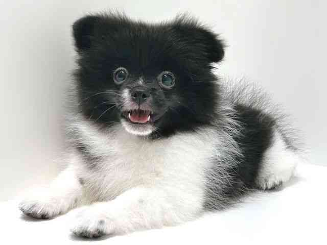 大阪府のペキポメ/ポメペキ(ペキニーズ×ポメラニアン) (ひごペットフレンドリーベルファⅡ都島店/2025年6月14日生まれ/女の子/ブラックホワイト)の子犬の2枚目の画像