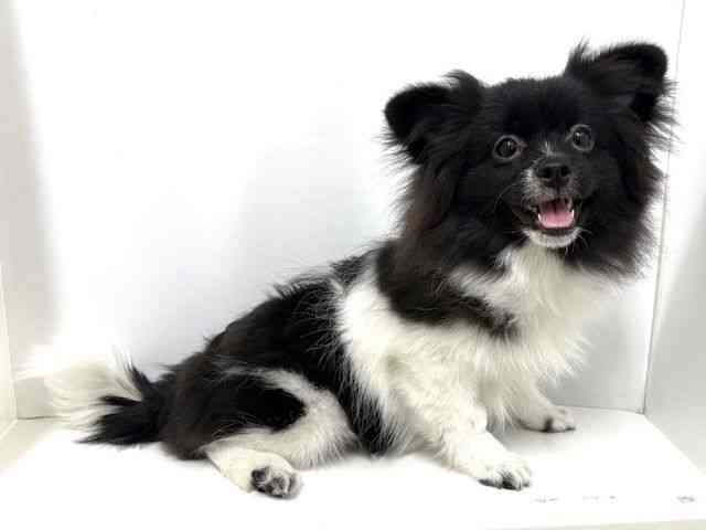 大阪府のペキポメ/ポメペキ(ペキニーズ×ポメラニアン) (ひごペットフレンドリーベルファⅡ都島店/2025年6月14日生まれ/女の子/ブラックホワイト)の子犬の2枚目の画像