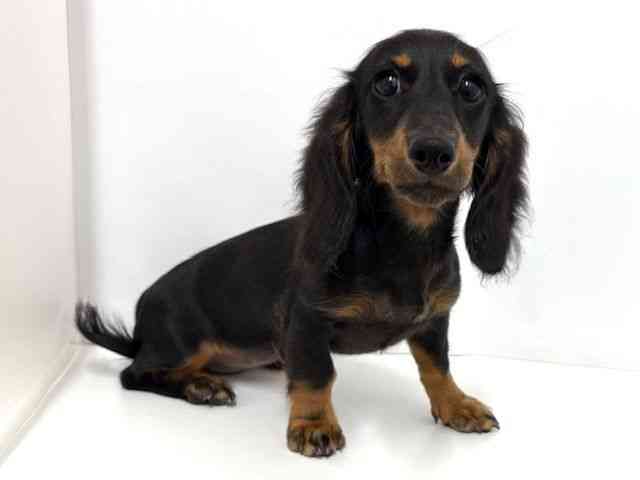 大阪府のミニチュアダックスフンド(ロング) (ひごペットフレンドリーベルファⅡ都島店/2025年6月14日生まれ/女の子/ブラックタン)の子犬の2枚目の画像