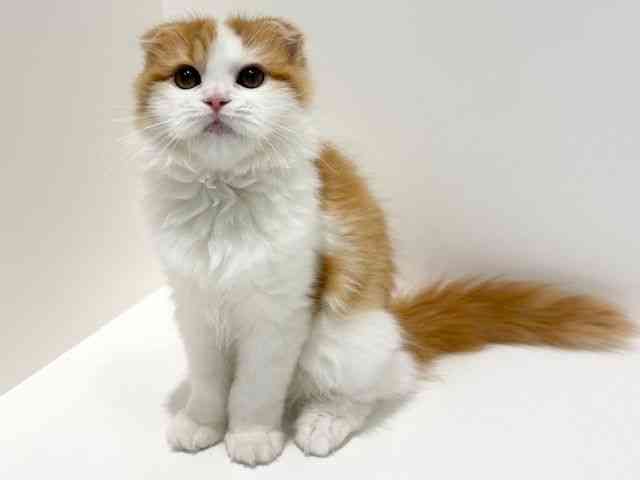 大阪府のスコティッシュフォールド (ひごペットフレンドリーイオン高槻店/2025年6月14日生まれ/女の子/レッドホワイト)の子猫の2枚目の画像