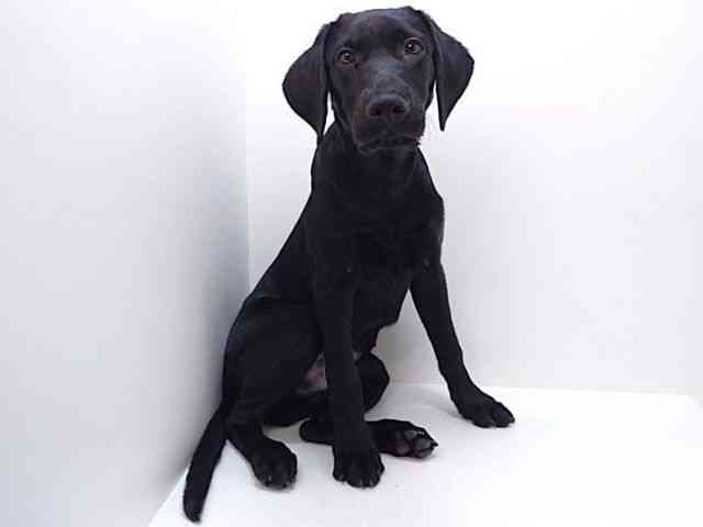 大阪府のラブラドールレトリーバー (ひごペットフレンドリーいこらもーる泉佐野店/2025年6月13日生まれ/男の子/ブラック)の子犬の2枚目の画像