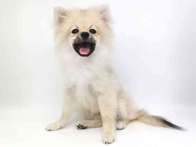 大阪府のポメラニアン (ひごペットフレンドリー泉ヶ丘店/2025年6月9日生まれ/男の子/ウルフセーブル)の子犬の2枚目の画像