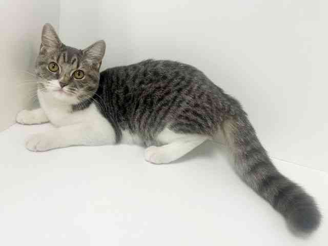 愛知県のスコティッシュフォールド (ひごペットフレンドリーイトーヨーカドー知多店/2025年6月13日生まれ/女の子/ブルータビーホワイト)の子猫の2枚目の画像