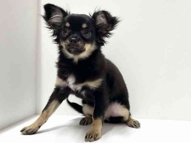 愛知県のチワワ(ロング) (ひごペットフレンドリーららぽーと名古屋みなとアクルス店/2025年6月15日生まれ/女の子/ブラックタン)の子犬の2枚目の画像