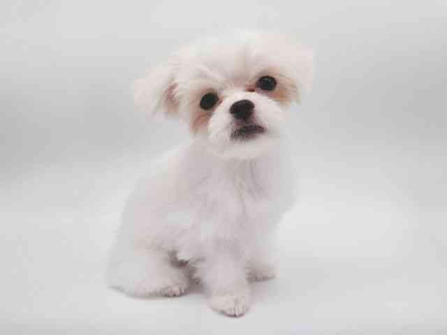 大阪府のチワマル/マルチワ(チワワ×マルチーズ) (ひごペットフレンドリー泉ヶ丘店/2025年6月14日生まれ/男の子/ホワイト)の子犬の2枚目の画像