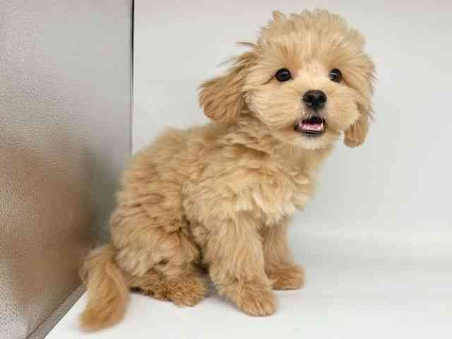 大阪府のペキプー(ペキニーズ×プードル) (ひごペットフレンドリー瓜破店/2025年6月15日生まれ/男の子/アプリコット)の子犬の2枚目の画像