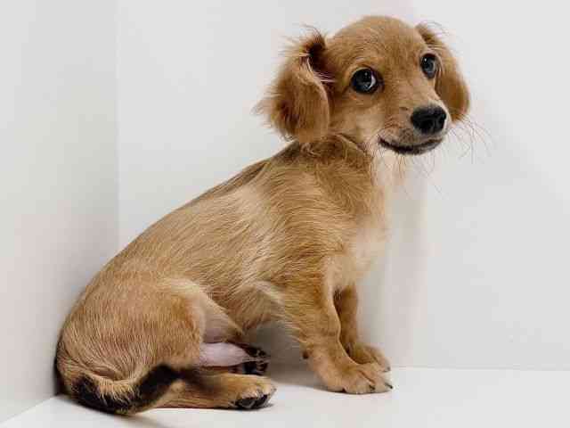 奈良県のハーフ犬・ミックス犬 (ひごペットフレンドリーイオンモール橿原ウエスト・ビレッジ店/2025年6月14日生まれ/男の子/レッド)の子犬の2枚目の画像