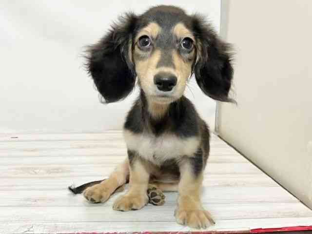 和歌山県のミニチュアダックスフンド(ロング) (ひごペットフレンドリーパームシティ和歌山店/2025年6月14日生まれ/男の子/ブラックイエロー)の子犬の2枚目の画像