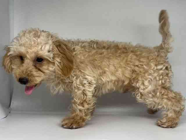 徳島県のトイプードル(トイ) (ひごペットフレンドリーゆめタウン徳島店/2025年6月8日生まれ/男の子/アプリコット)の子犬の2枚目の画像