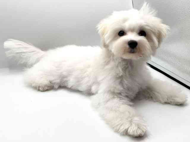 京都府のマルチーズ (ひごペットフレンドリーイオンモール高の原店/2025年6月14日生まれ/男の子/ホワイト)の子犬の2枚目の画像