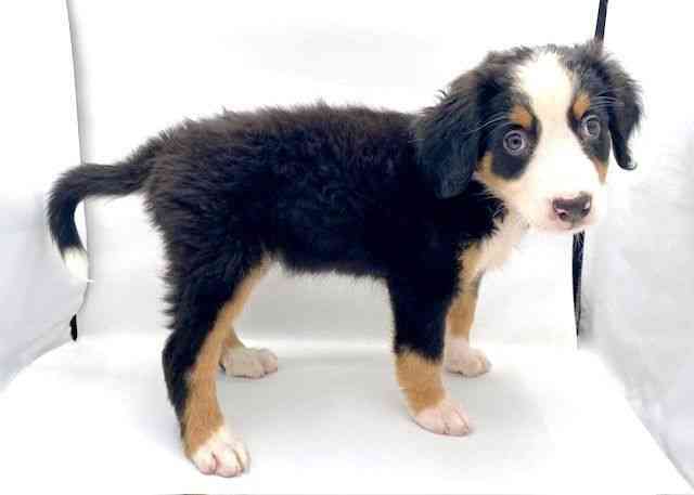 島根県のバーニーズマウンテンドッグ (ひごペットフレンドリーイオン松江ショッピングセンター店/2025年6月16日生まれ/女の子/ブラックラストホワイト)の子犬の2枚目の画像