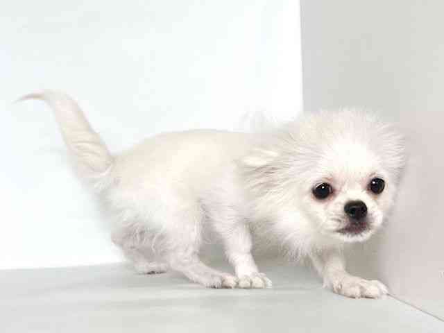 大阪府のハーフ犬・ミックス犬 (ひごペットフレンドリーアクロスプラザ住之江店/2025年6月15日生まれ/女の子/クリーム)の子犬の2枚目の画像