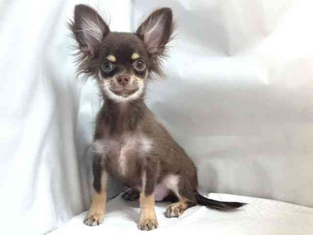 大阪府のチワワ(ロング) (ひごペットフレンドリー堺プラットプラット店/2025年6月16日生まれ/男の子/チョコレートタンホワイト)の子犬の2枚目の画像