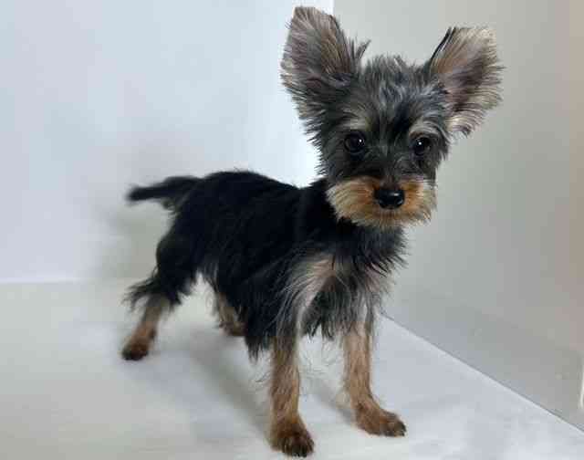 大阪府のヨークシャーテリア (ひごペットフレンドリーアクロスプラザ住之江店/2025年6月12日生まれ/男の子/スチールブルータン)の子犬の2枚目の画像