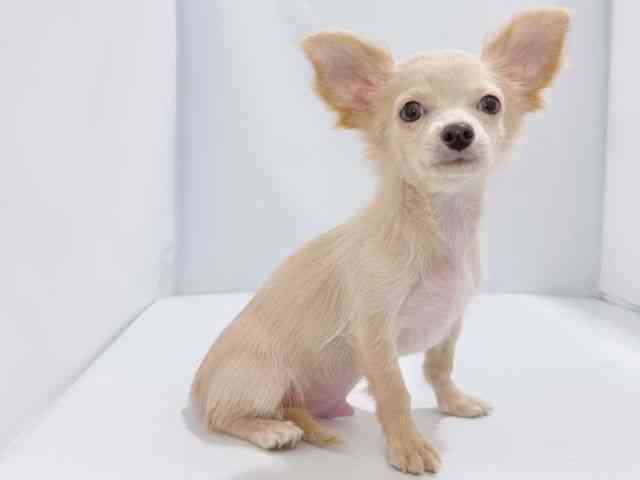 大阪府のチワワ(ロング) (ひごペットフレンドリーイズミヤショッピングセンター千里丘店/2025年6月17日生まれ/男の子/クリーム)の子犬の2枚目の画像