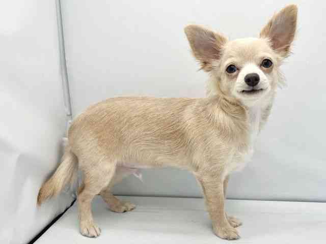 大阪府のチワワ(ロング) (ひごペットフレンドリーイトーヨーカドー津久野店/2025年6月17日生まれ/男の子/クリーム)の子犬の2枚目の画像