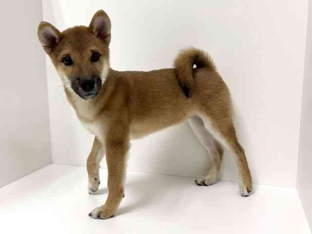 愛知県の柴犬(標準サイズ) (ひごペットフレンドリーイトーヨーカドー知多店/2025年6月18日生まれ/男の子/赤)の子犬の2枚目の画像