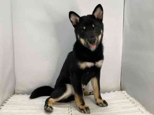 島根県の柴犬(標準サイズ) (ひごペットフレンドリーイオンモール出雲店/2025年6月18日生まれ/男の子/黒)の子犬の2枚目の画像