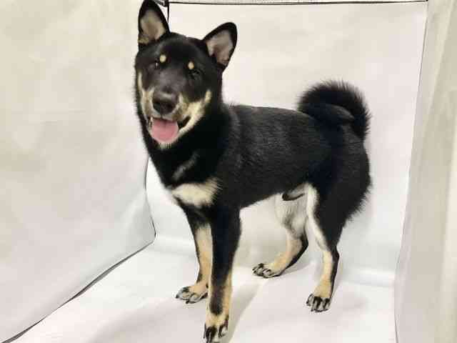 高知県の柴犬(標準サイズ) (ひごペットフレンドリーイオンモール高知店/2025年6月18日生まれ/男の子/黒)の子犬の2枚目の画像