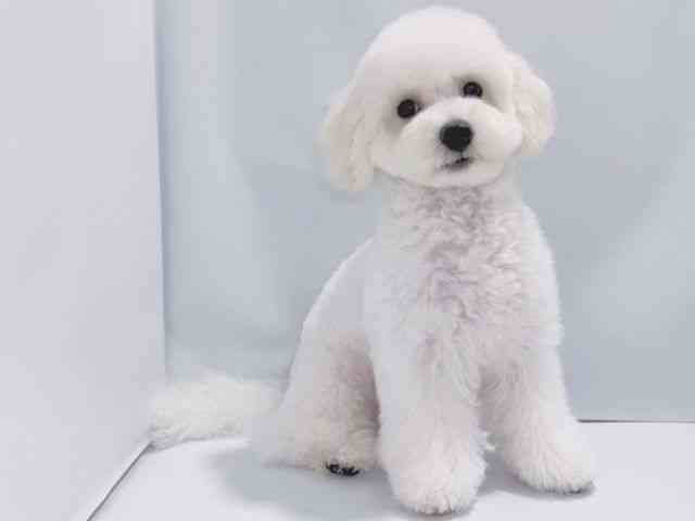 大阪府のハーフ犬・ミックス犬 (ひごペットフレンドリーくずはモール店/2025年6月17日生まれ/男の子/ホワイト)の子犬の2枚目の画像