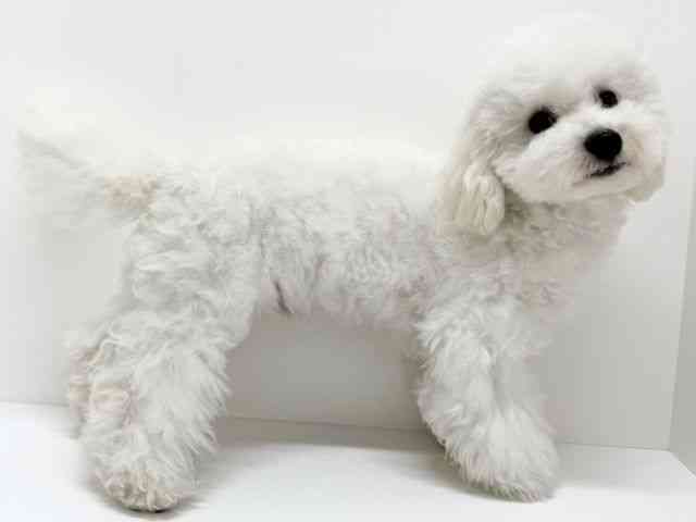 大阪府のビションプー(ビションフリーゼ×プードル) (ひごペットフレンドリーくずはモール店/2025年6月17日生まれ/男の子/ホワイト)の子犬の2枚目の画像