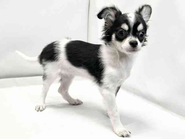 愛媛県のチワワ(ロング) (ひごペットフレンドリーイオンモール今治新都市店/2025年6月21日生まれ/女の子/ブラックタンホワイト)の子犬の2枚目の画像