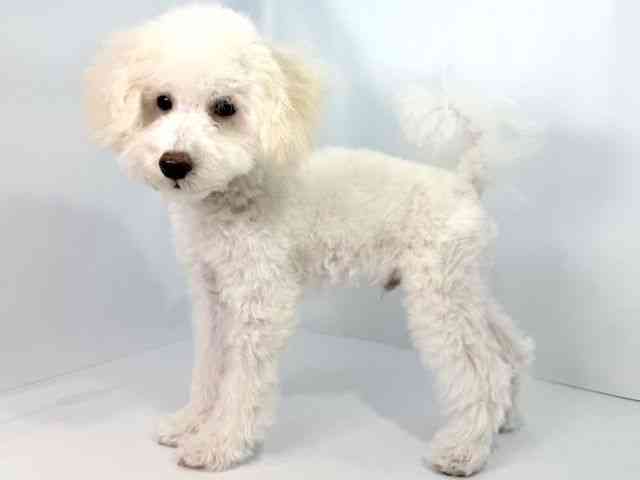 大阪府のトイプードル(トイ) (ひごペットフレンドリーイオンそよら海老江店/2025年6月22日生まれ/男の子/ホワイト)の子犬の2枚目の画像