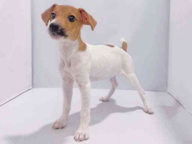 大阪府のジャックラッセルテリア (ひごペットフレンドリーイズミヤショッピングセンター千里丘店/2025年6月22日生まれ/女の子/ホワイトタン)の子犬の2枚目の画像