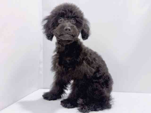 大阪府のトイプードル(トイ) (ひごペットフレンドリーイズミヤショッピングセンター千里丘店/2025年6月22日生まれ/男の子/ブラック)の子犬の2枚目の画像