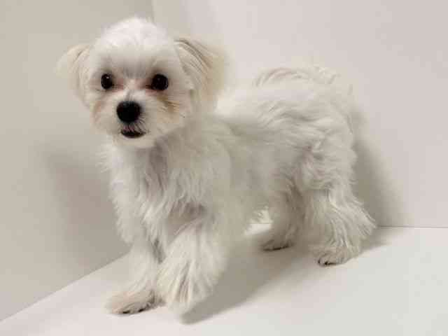 愛知県のマルチーズ (ひごペットフレンドリーイトーヨーカドー知多店/2025年6月22日生まれ/男の子/ホワイト)の子犬の2枚目の画像