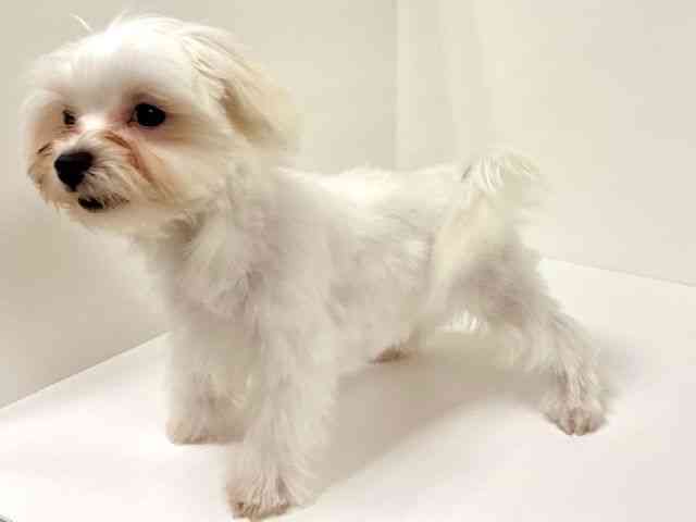 愛知県のマルチーズ (ひごペットフレンドリーイトーヨーカドー知多店/2025年6月22日生まれ/男の子/ホワイト)の子犬の2枚目の画像