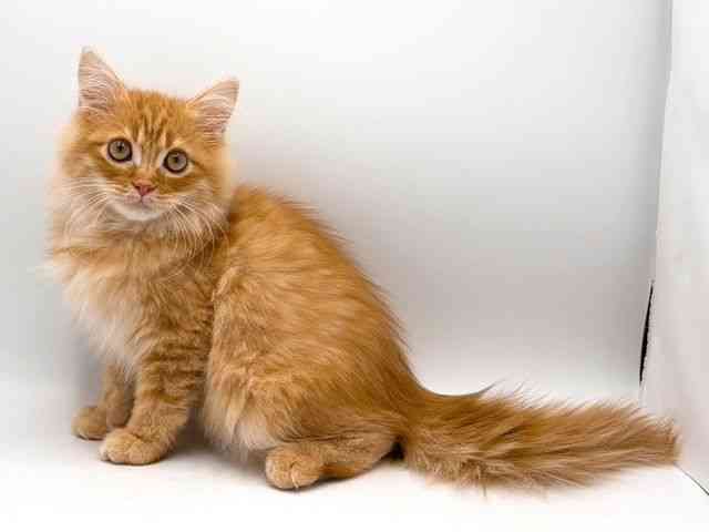 奈良県のサイベリアン (ひごペットフレンドリー田原本店/2025年6月21日生まれ/男の子/レッドタビーホワイト)の子猫の2枚目の画像