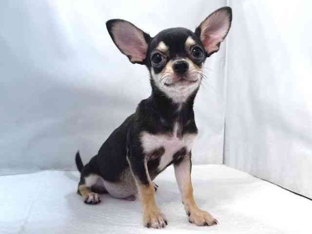 大阪府のチワワ(スムース) (ひごペットフレンドリー堺プラットプラット店/2025年6月16日生まれ/男の子/ブラックタン)の子犬の2枚目の画像