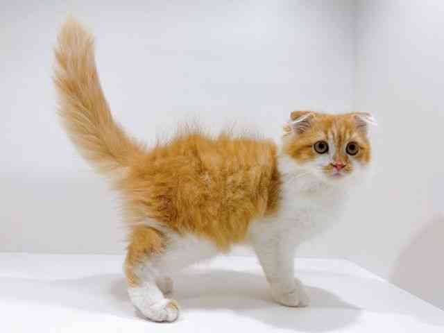 高知県のスコティッシュフォールド (ひごペットフレンドリーイオンモール高知店/2025年6月21日生まれ/男の子/レッドタビーホワイト)の子猫の2枚目の画像