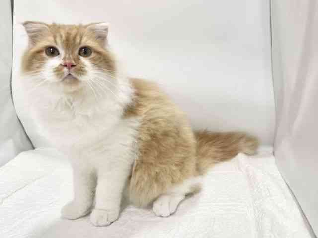 高知県のスコティッシュフォールド (ひごペットフレンドリーイオンモール高知店/2025年6月21日生まれ/男の子/レッドタビーホワイト)の子猫の2枚目の画像